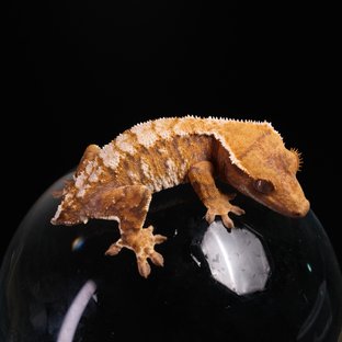 노멀 트라이 익스트림할리퀸 텐저린