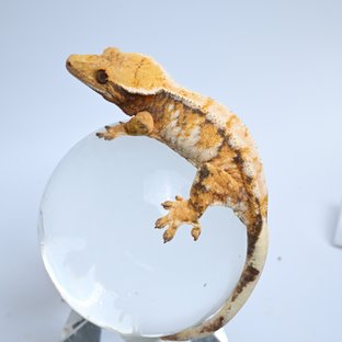 메리천둥I7