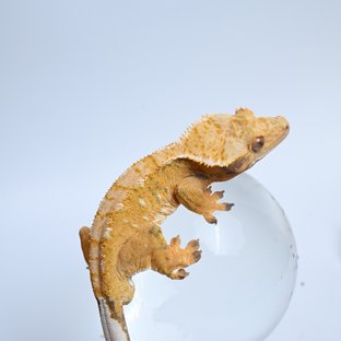 쿠키천둥a7