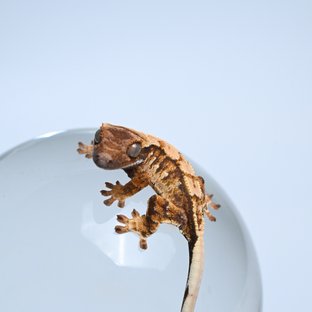 루미알파0712