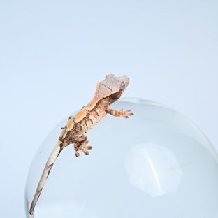 이브알파0710
