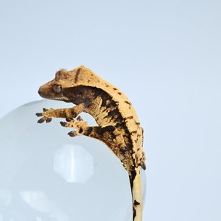 버터이글q1