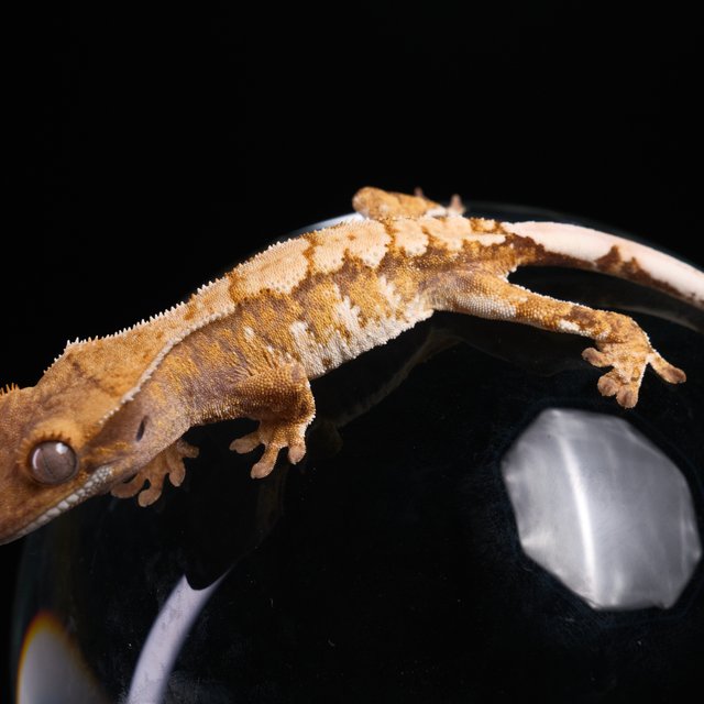 노멀 트라이 익스트림할리퀸 화이트스팟