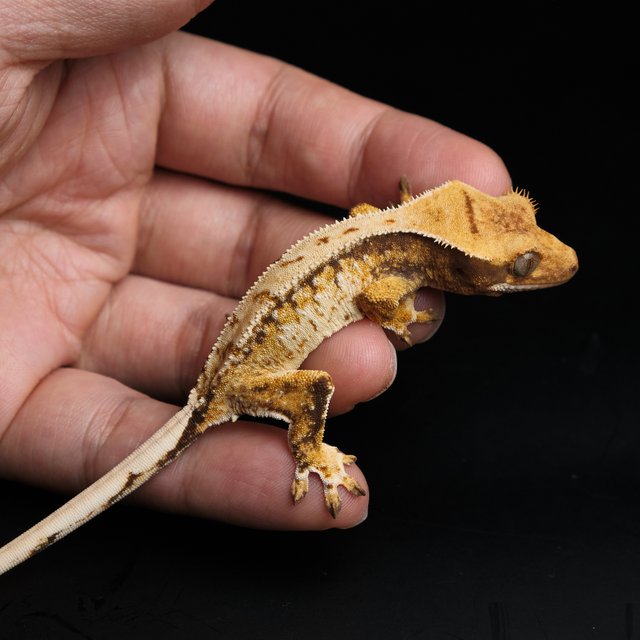 노멀 트라이 익스트림할리퀸