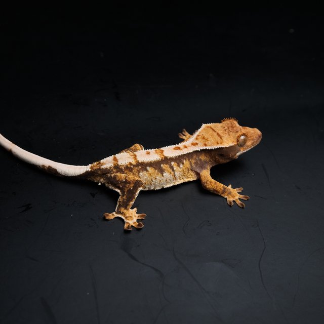 노멀 트라이 익스트림할리퀸