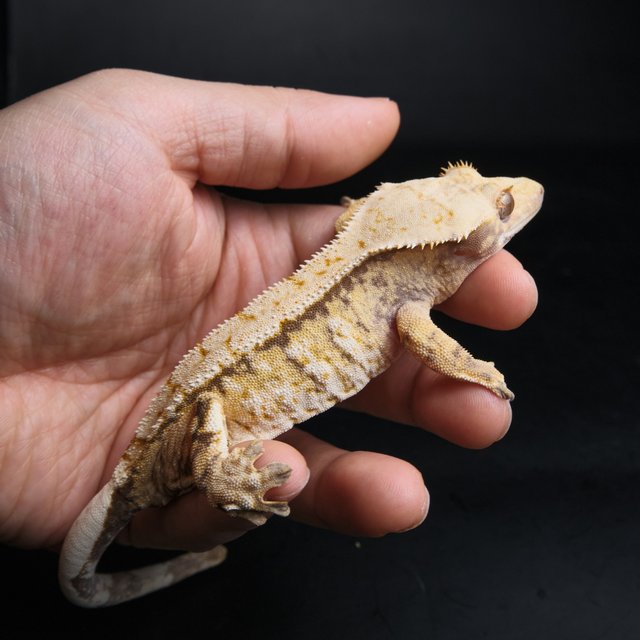 노멀 트라이 익스트림할리퀸