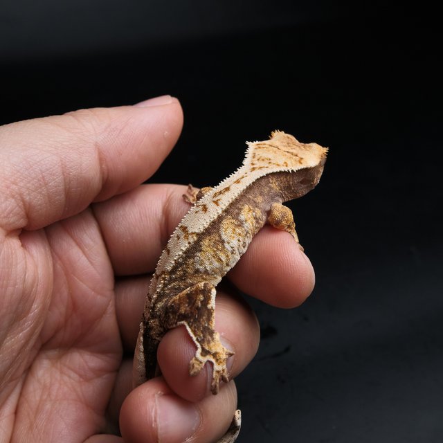 노멀 트라이 익스트림할리퀸