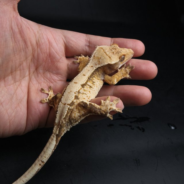 노멀 트라이 익스트림할리퀸 화이트스팟