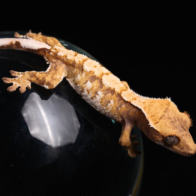 노멀 트라이 익스트림할리퀸 화이트스팟