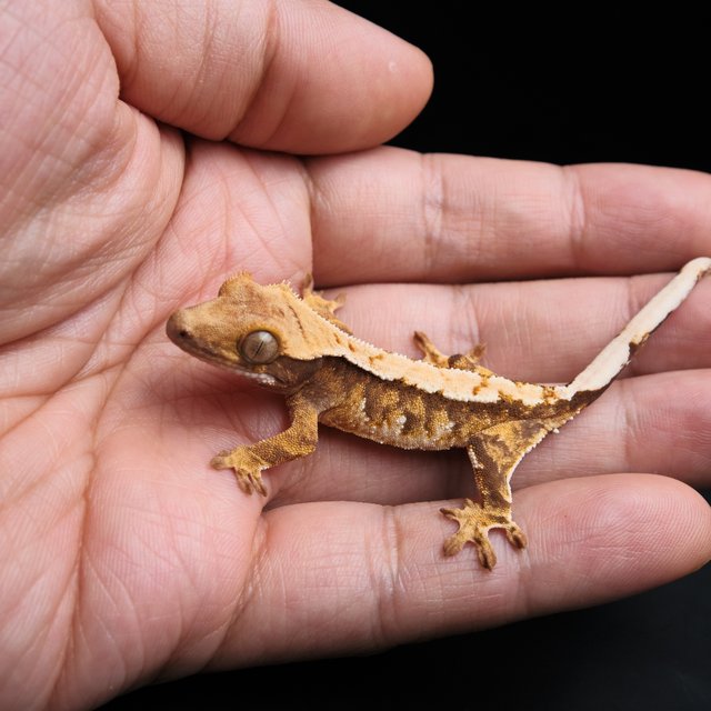 노멀 트라이 익스트림할리퀸