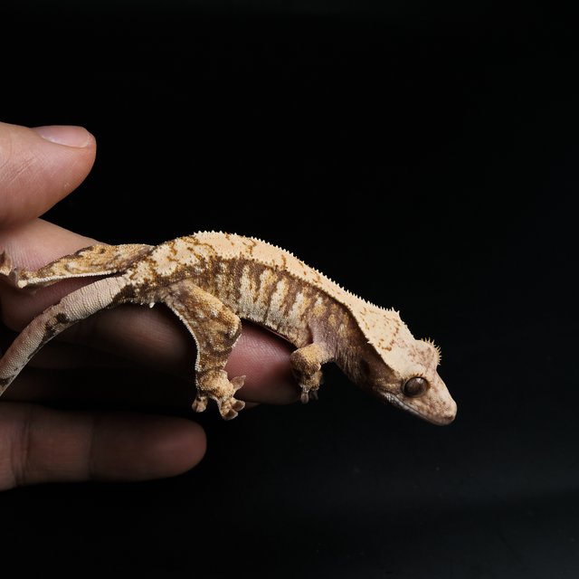 노멀 트라이 익스트림할리퀸