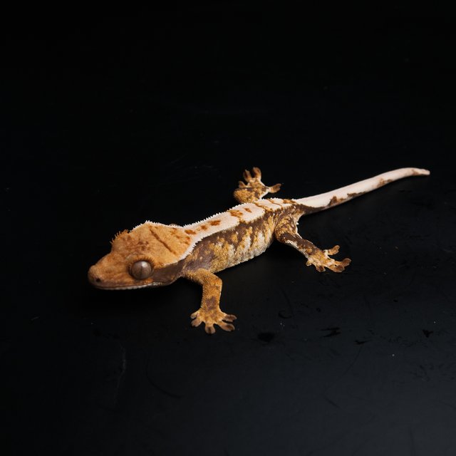 노멀 트라이 익스트림할리퀸