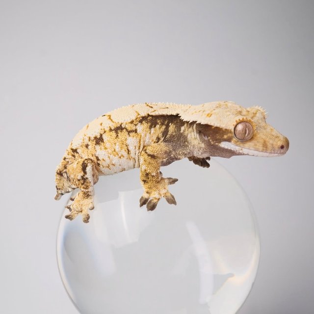 노멀 트라이 익스트림할리퀸