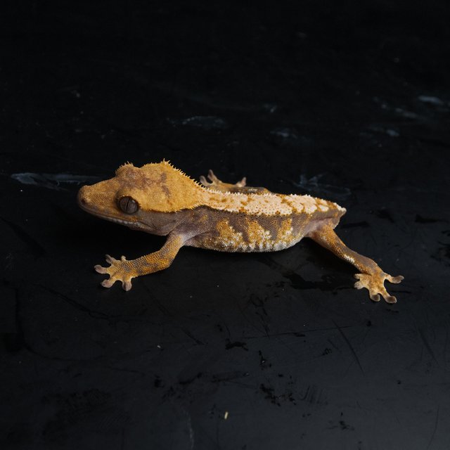 노멀 트라이 익스트림할리퀸