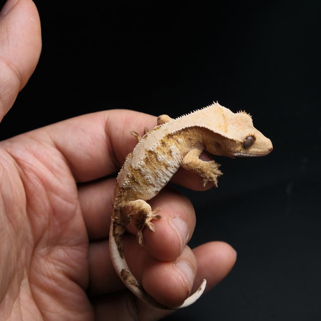 노멀 트라이 익스트림할리퀸