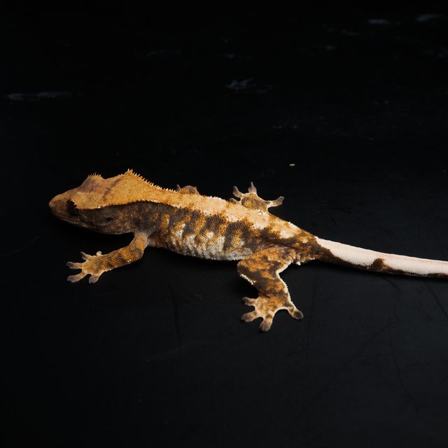 노멀 트라이 익스트림할리퀸