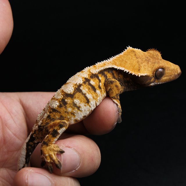 노멀 트라이 익스트림할리퀸