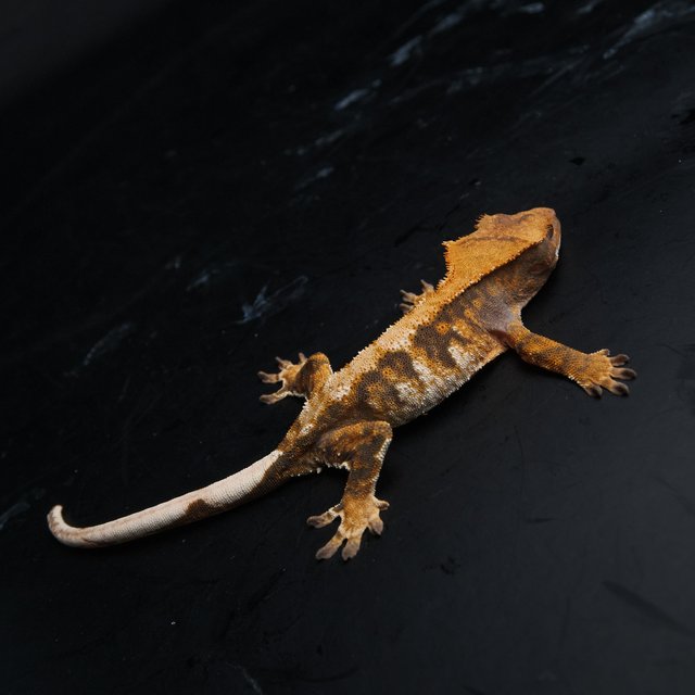 노멀 트라이 익스트림할리퀸