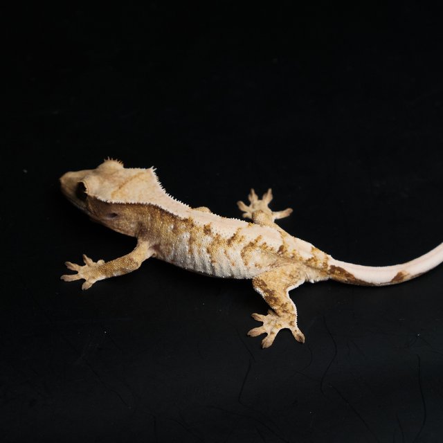 노멀 트라이 익스트림할리퀸