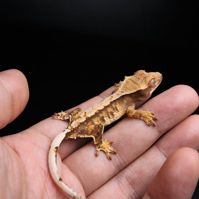 노멀 트라이 익스트림할리퀸