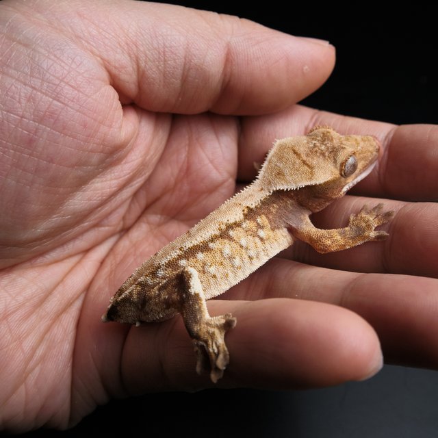 노멀 트라이 익스트림할리퀸