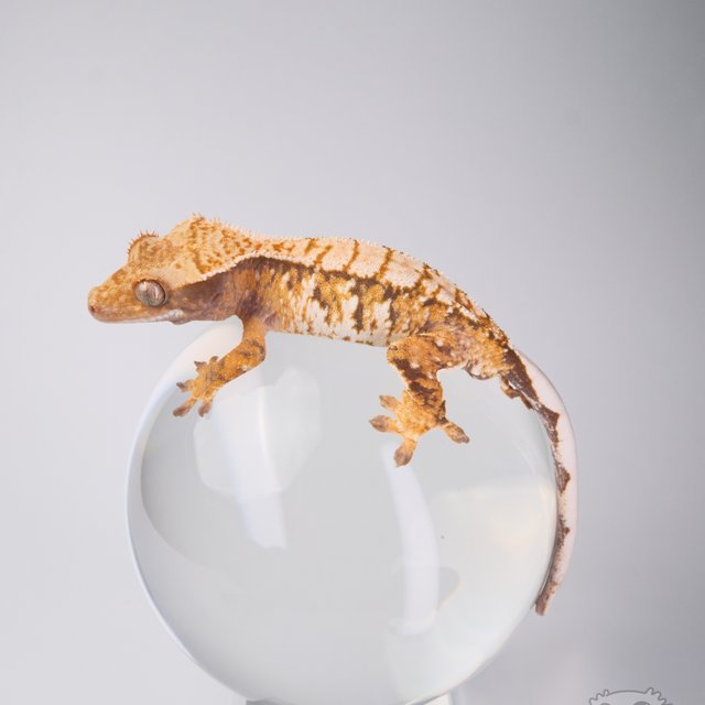 노멀 트라이 익스트림할리퀸 화이트스팟 텐저린