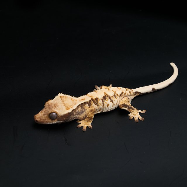 노멀 트라이 익스트림할리퀸