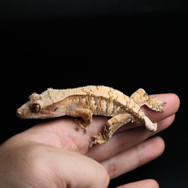 노멀 트라이 익스트림할리퀸