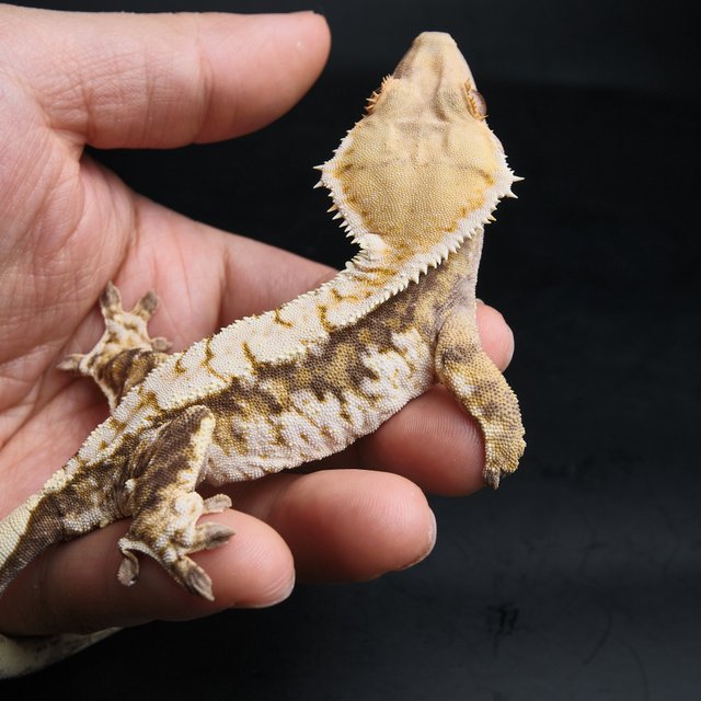 노멀 트라이 익스트림할리퀸