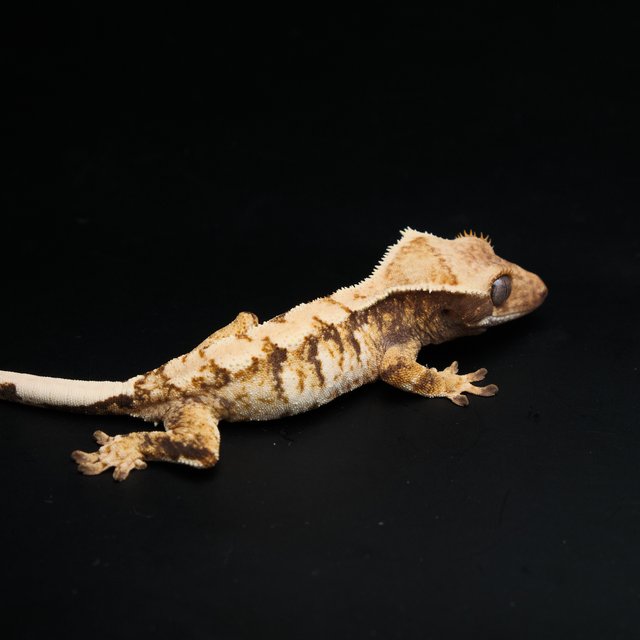 노멀 트라이 익스트림할리퀸