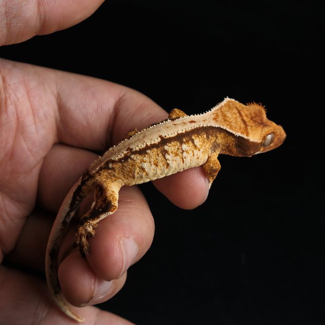 노멀 트라이 익스트림할리퀸