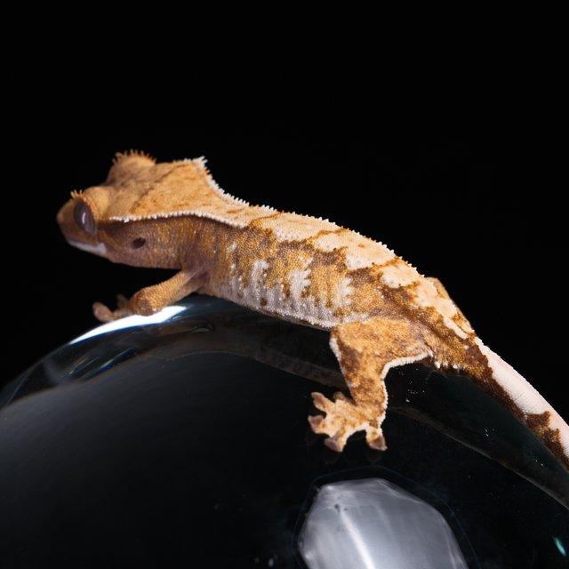 노멀 트라이 익스트림할리퀸 화이트스팟