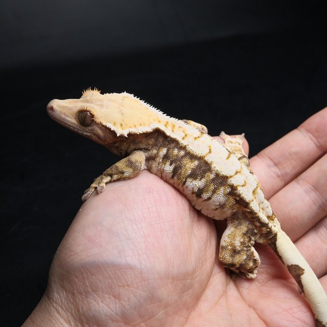 노멀 트라이 익스트림할리퀸