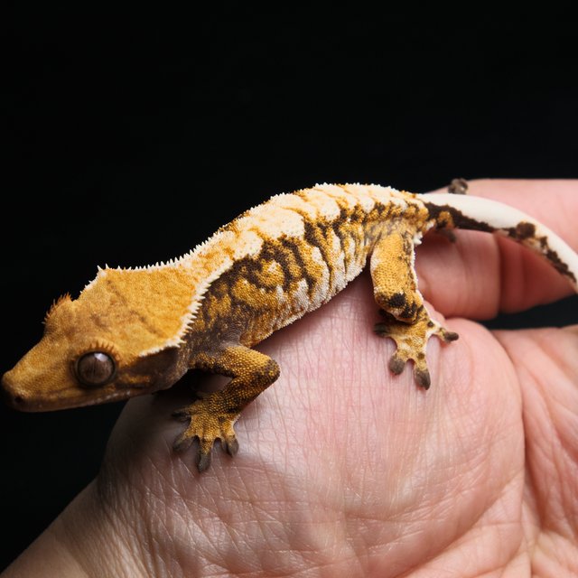 노멀 트라이 익스트림할리퀸