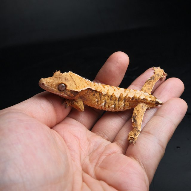 노멀 트라이 익스트림할리퀸