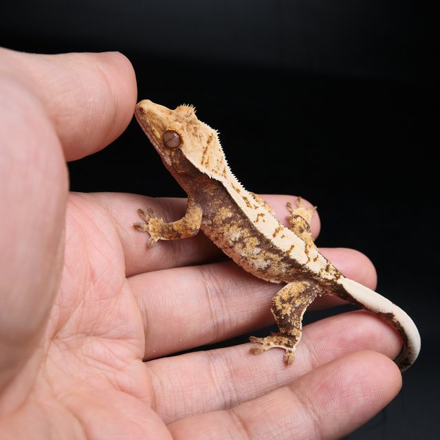 노멀 트라이 익스트림할리퀸