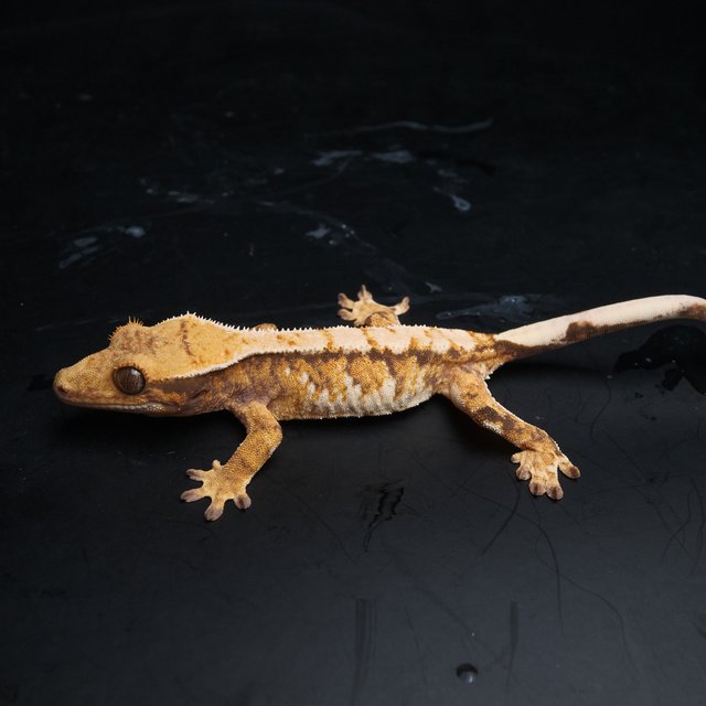 노멀 트라이 익스트림할리퀸