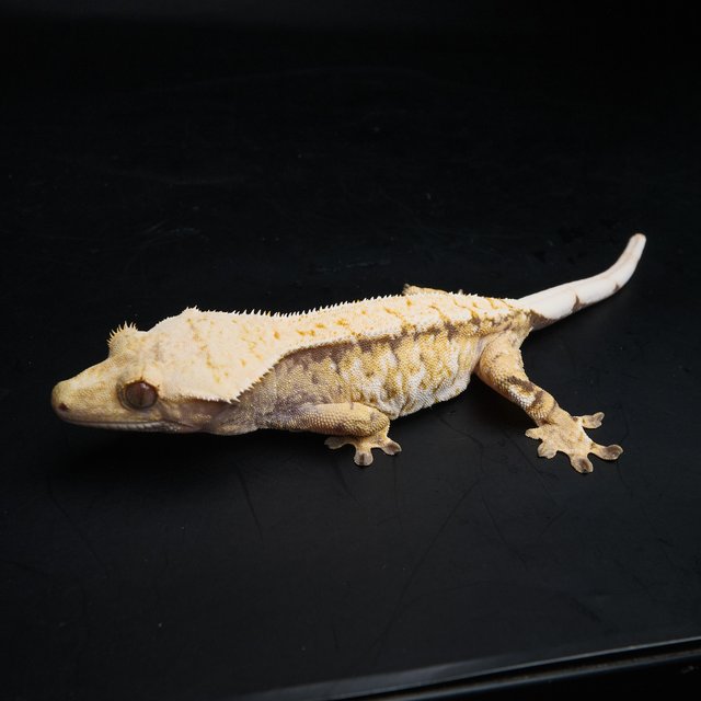 노멀 트라이 익스트림할리퀸