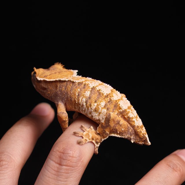 노멀 트라이 익스트림할리퀸 텐저린