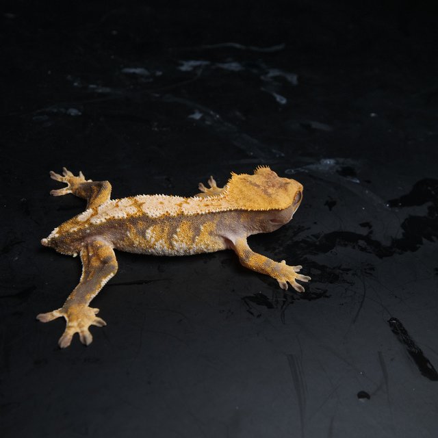 노멀 트라이 익스트림할리퀸