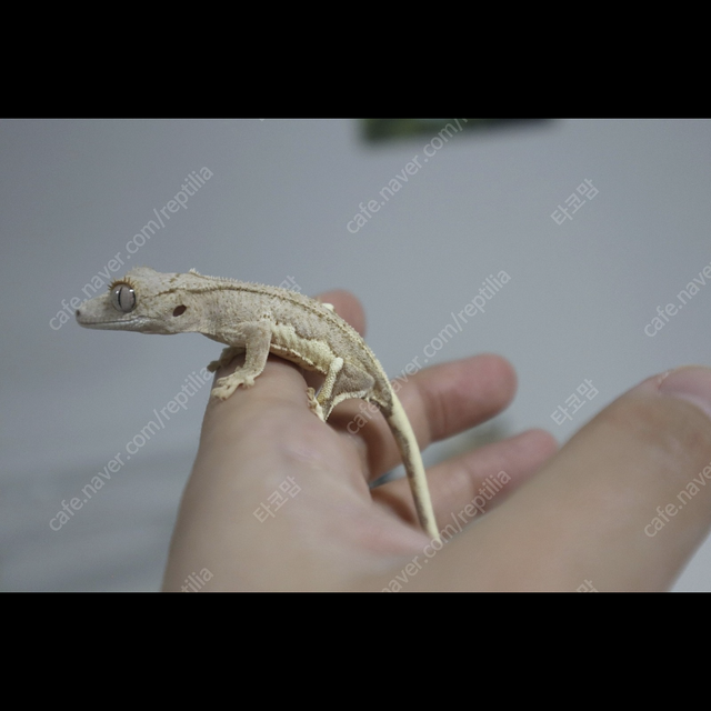릴리화이트 팬텀 크림