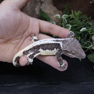 로키