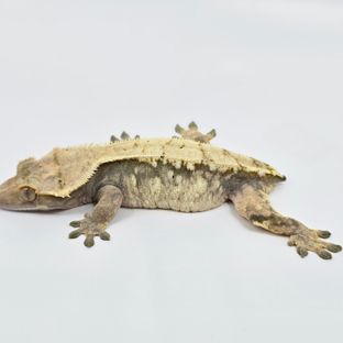 이오