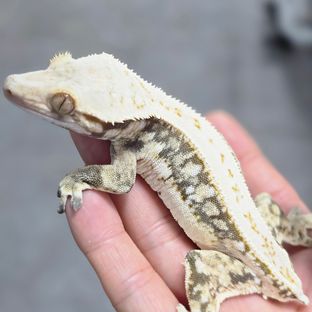 메리