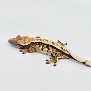 트라이
