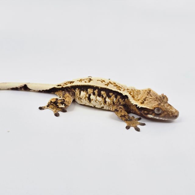 트라이