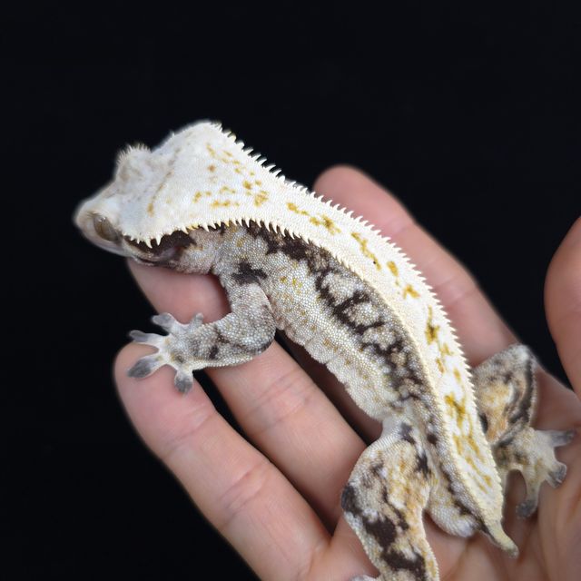 쿼드 화이트스팟