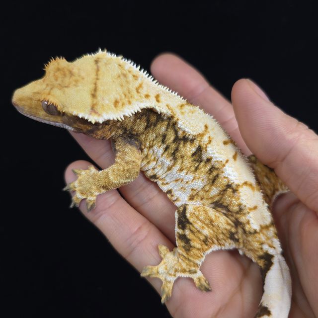 트라이 화이트스팟