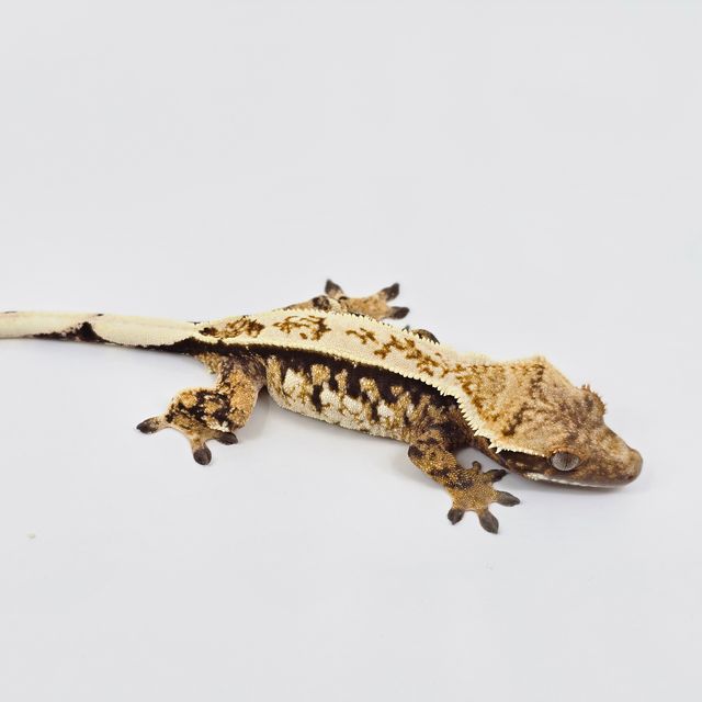 트라이