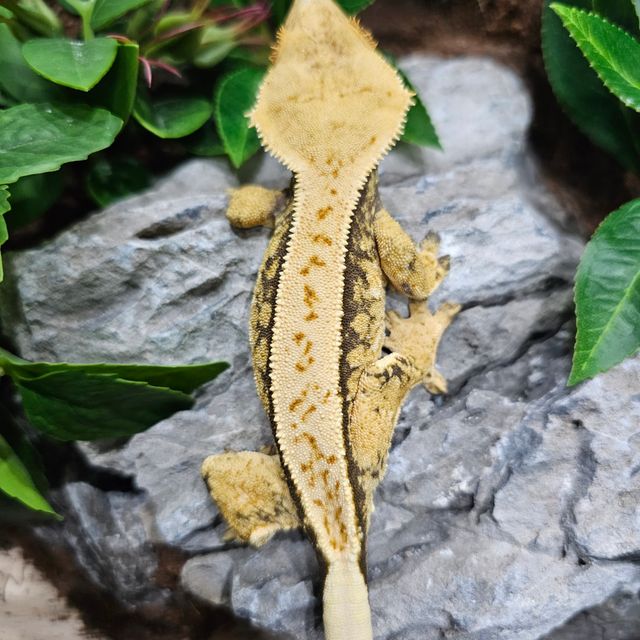 트라이